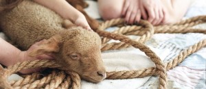 lamb and rope cropped